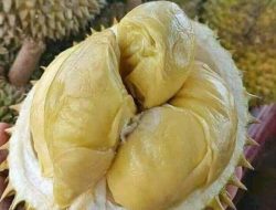 Durian, Raja Buah Tropis dengan Aroma Khas yang Selalu Dinanti