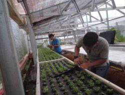 Lapas Batulicin Kembangkan Hidroponik, Warga Binaan Raup Ilmu & Harapan Baru