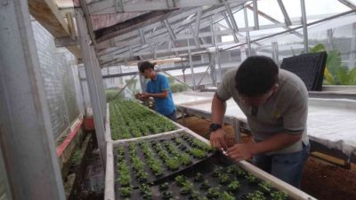 Lapas Batulicin Kembangkan Hidroponik, Warga Binaan Raup Ilmu & Harapan Baru