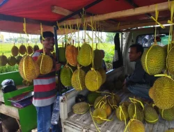 Musim Durian Tiba, Lapak Durian Kampung Serbu Batulicin