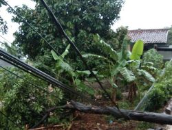 Pohon Tumbang Timpa Kabel Listrik, Warga Sigap Putus Aliran Daya di Banjarmasin