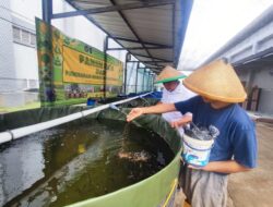 Lapas Batulicin Hadirkan Budidaya Ikan Betok bagi Napi